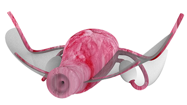 Uterus Gem Model